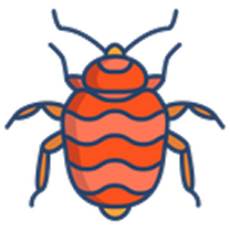 Bed Bugs