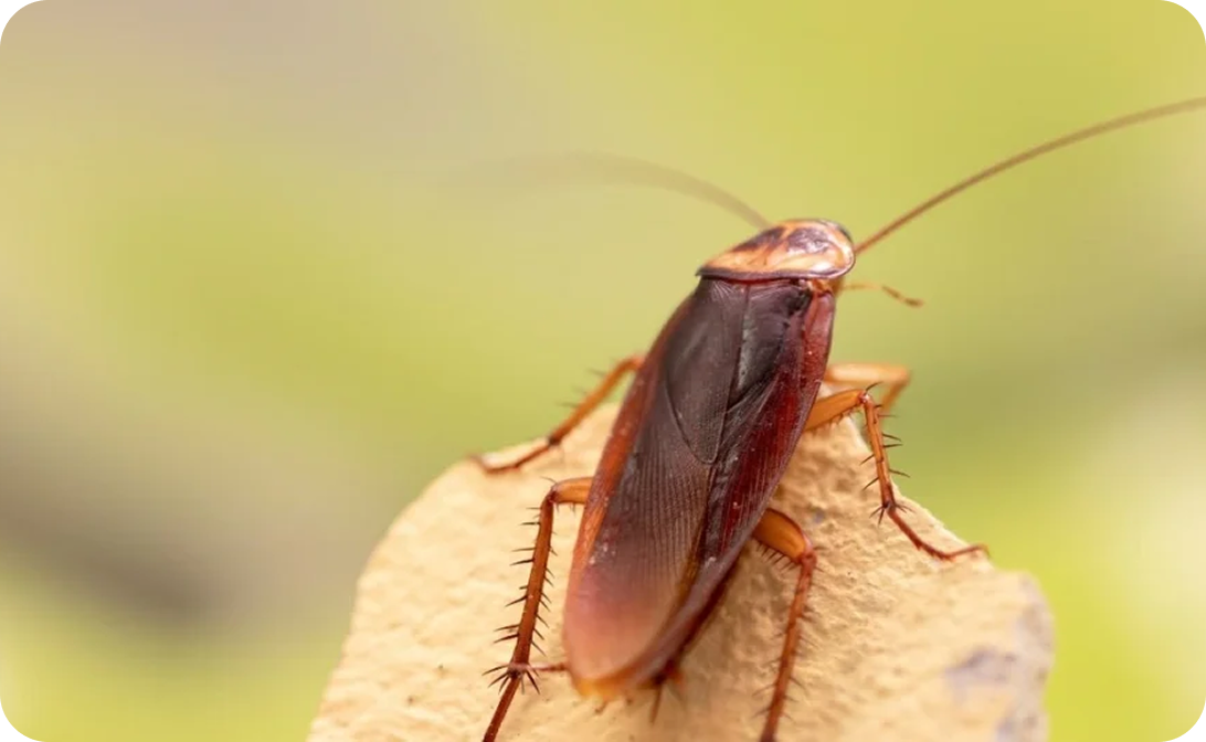 Cockroach Pest