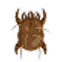 Dust Mite