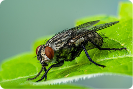 Flies Control