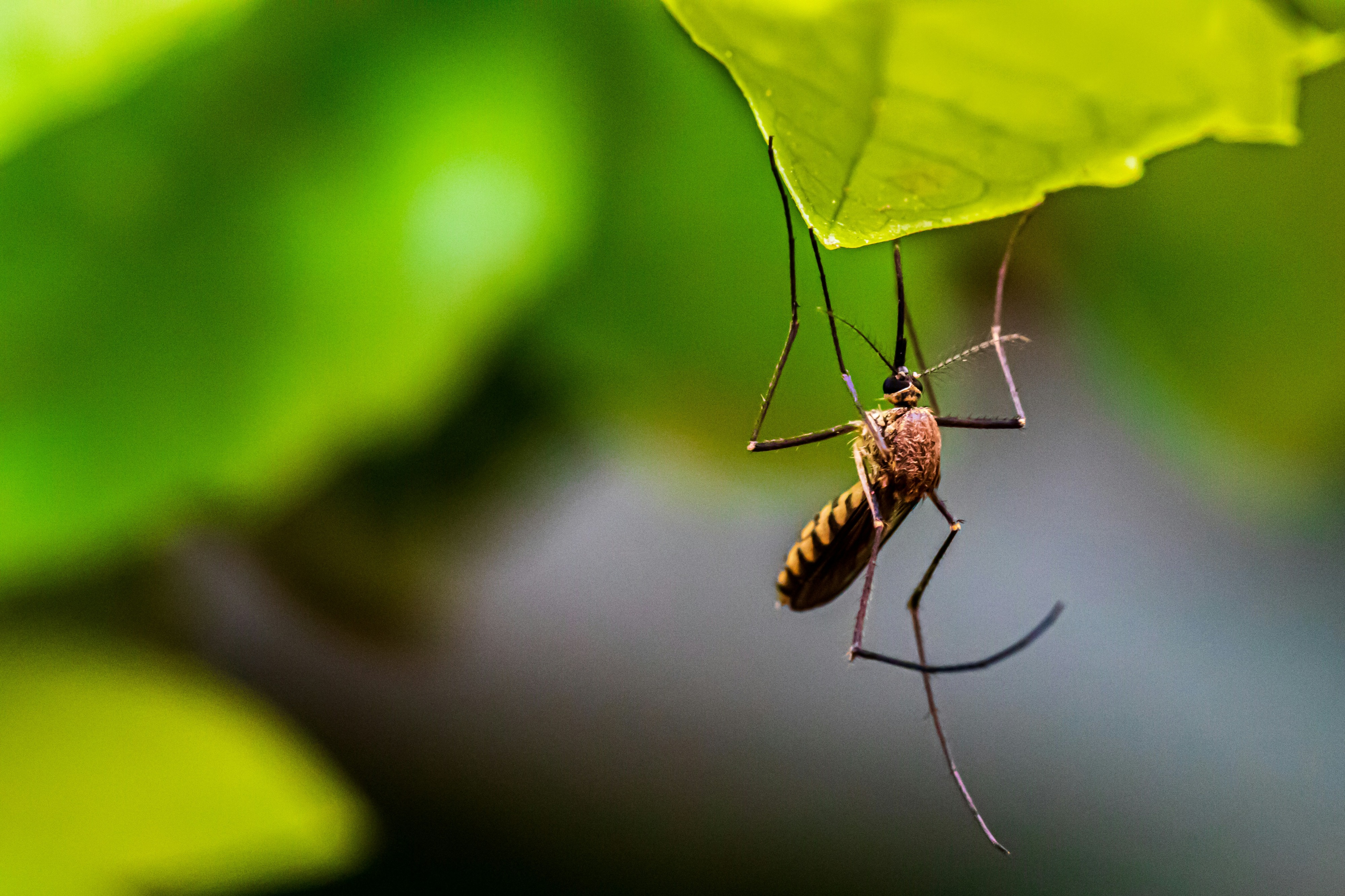mosquito Control