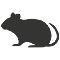 Rodent