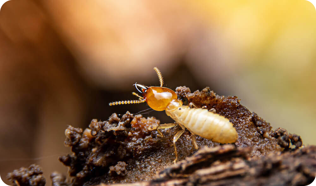 Termite Pest